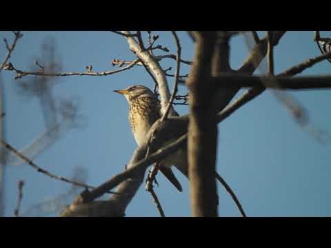 Fieldfare - Turdus pilaris - ბოლოშავა